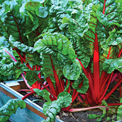 Growing Your Favorite Fall Greens